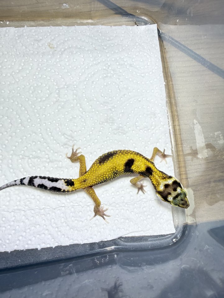 Leopardgecko Weibchen - Gecko - Frankfurt am Main