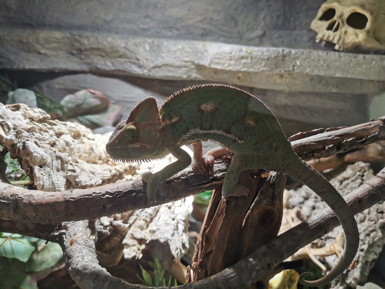 Jemenchamäleon( Notverkauf) - Chamaeleon - Lage