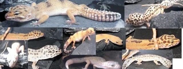 LEOPARDGECKO ZUCHTGRUPPE TOP FIT FARBMORPHEN ABZUGEBEN - Echsen - hof