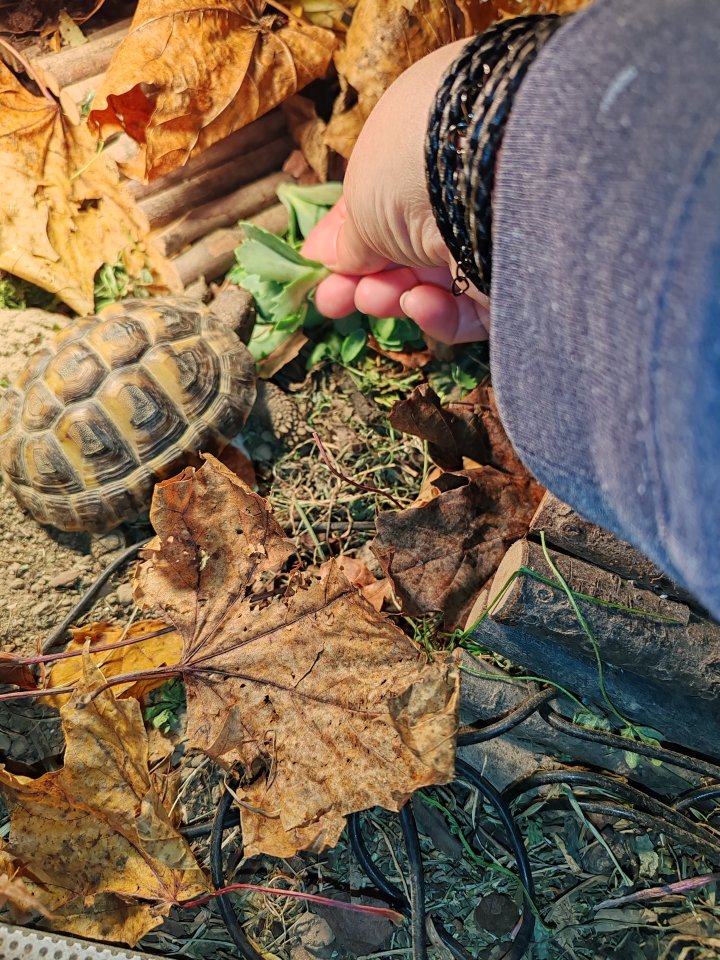 Griechische landschildkröten - Schildkroeten - Glauchau