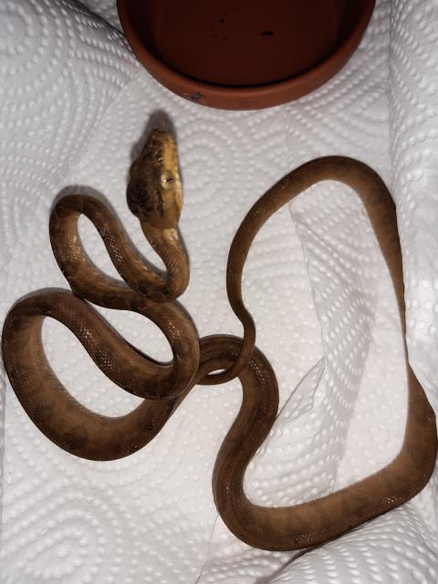 Gartenboa Corallus hortulanus  - Schlangen Boa - Unna