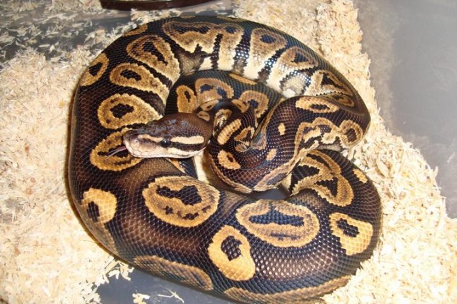 1.0 Black pastel - Schlangen Python - Willich