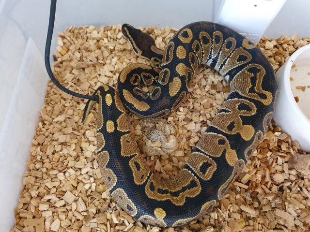 Folgende Königspython zu Verkaufen  - Schlangen Python - Gießen