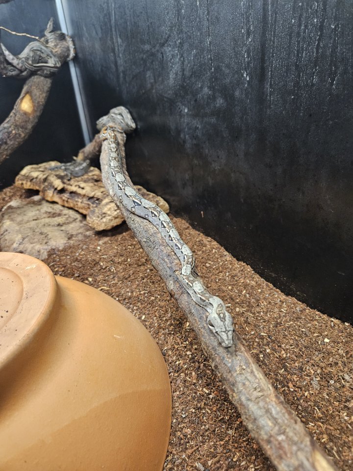 Boa Constrictor  Imperator - Schlangen - Worms