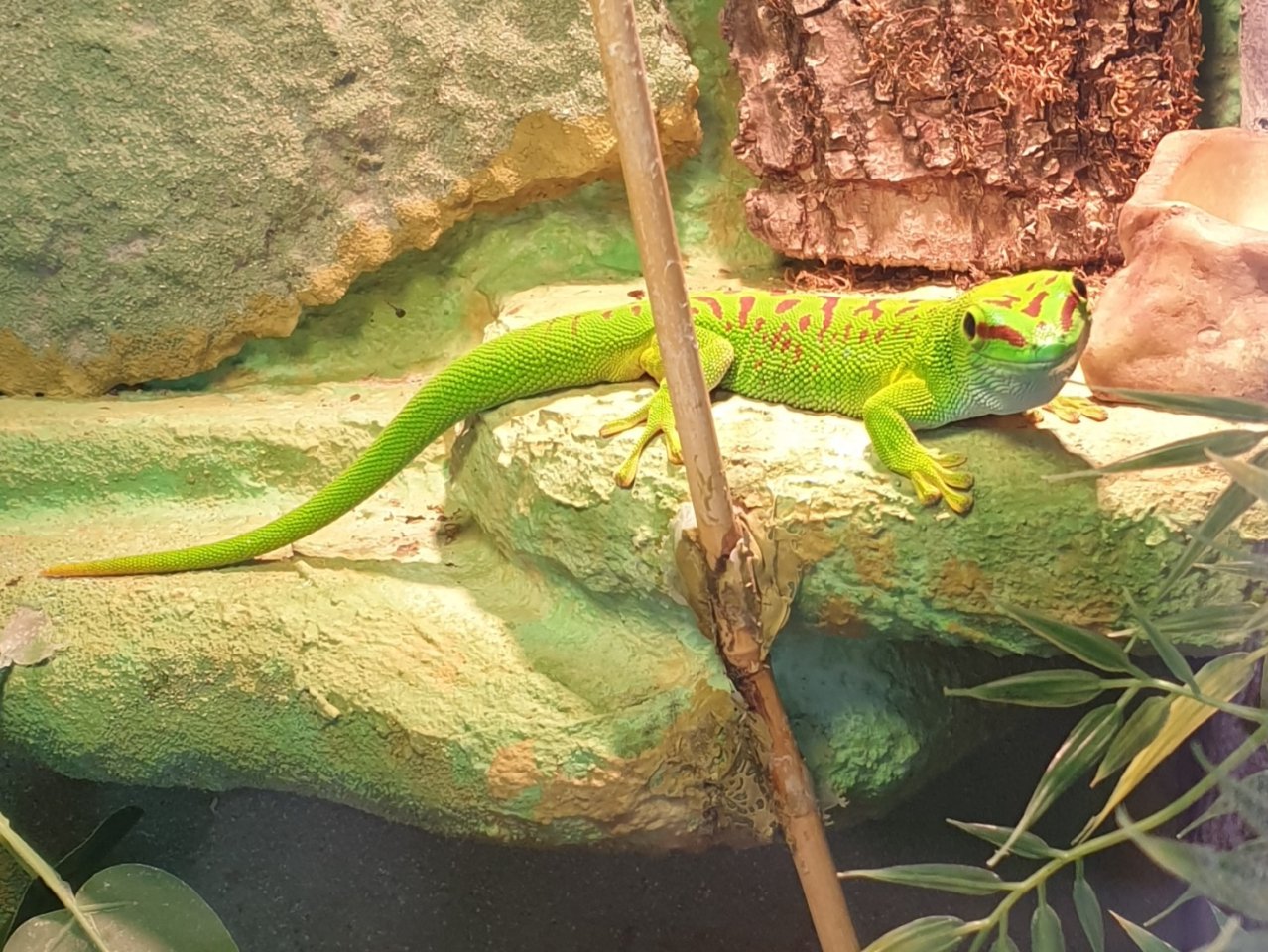 Terrarium mit Taggecko - Gecko - Nettersheim