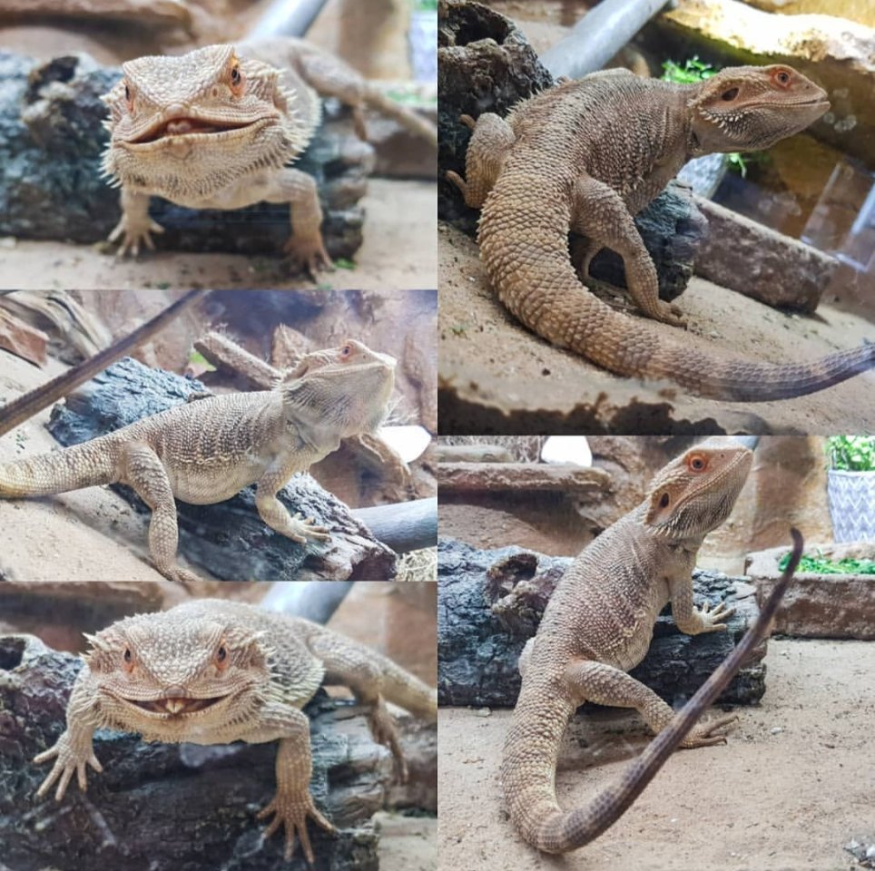 Freundliche Bartagame aus Zeitmangel abzugeben - Bartagame - Magdeburg