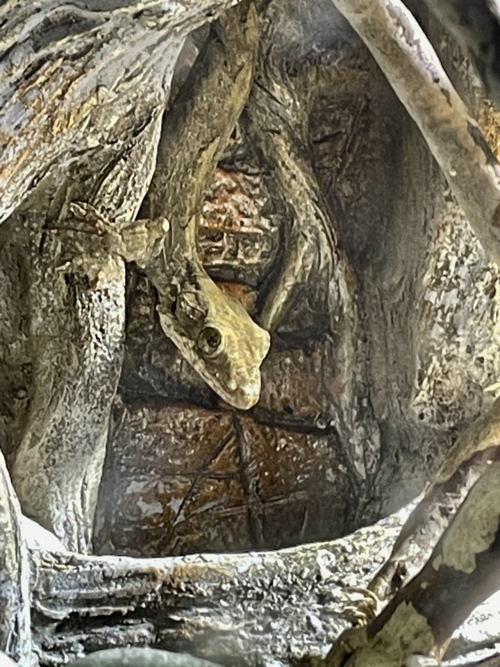 Faltengecko/ Ptychozoon Lionotum - Gecko - Dorfen