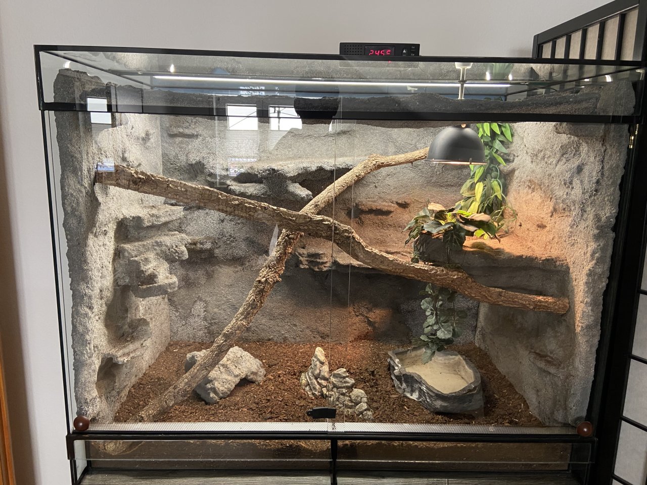 Glasterrarium mit Amurnatter und Kornnatter - Terrarien - Ilvesheim
