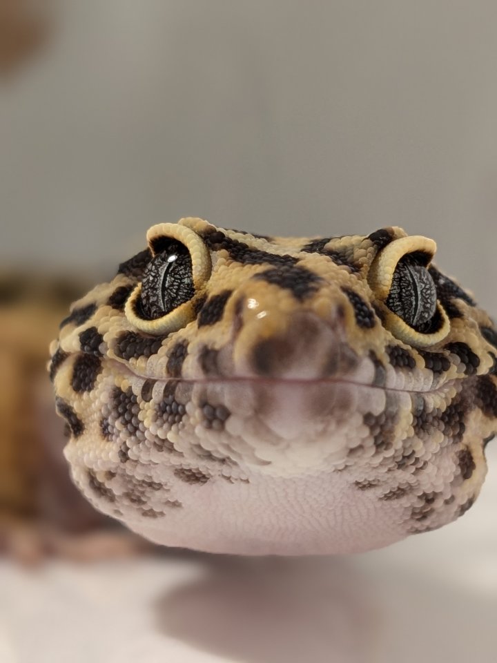 Leopardgecko aus Rostock 24.11.2024 - Gecko - Rostock