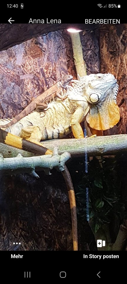 Ich suche Männlichen Leguan - Leguan - Groß-Rohrheim