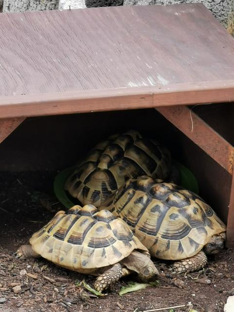 Gruppe Landschildkröten  - Schildkroeten - Schwäbisch Hall 
