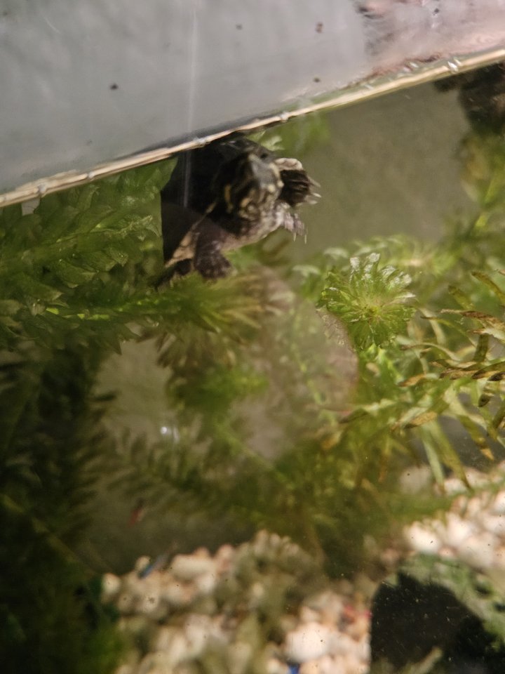 2 Wasserschildkröten - Schildkroeten - Bad Krozingen