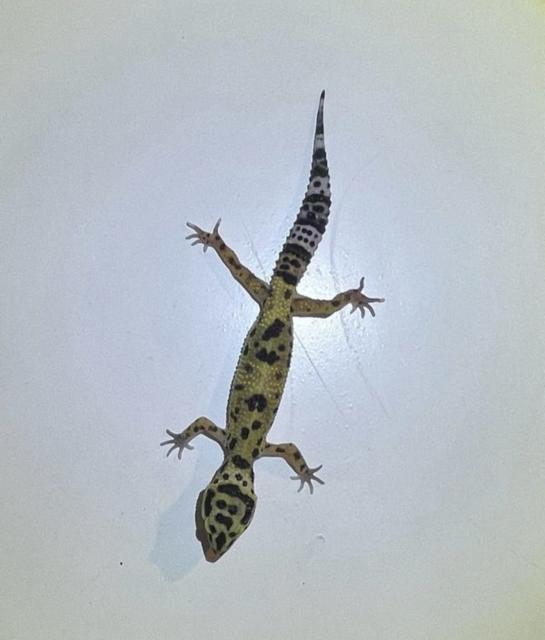 Leopardgeckos  - Sonstige Reptilien - Wiesbaden 