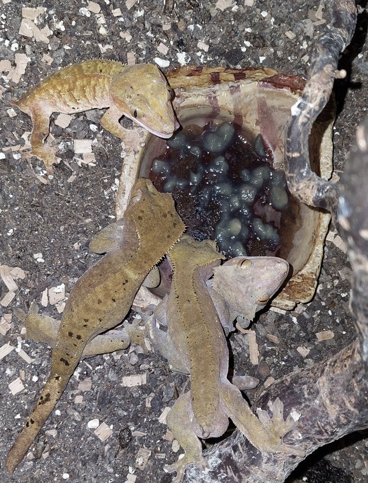 Verkaufe 4 x Kronengecko - Gecko - Lahnau