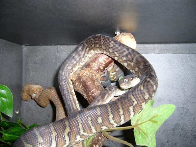 Boa constriktor imperator 1.1 06 und morelia bredli 1.1 09 und Becken abzugeben - Schlangen Boa - Salzkotten