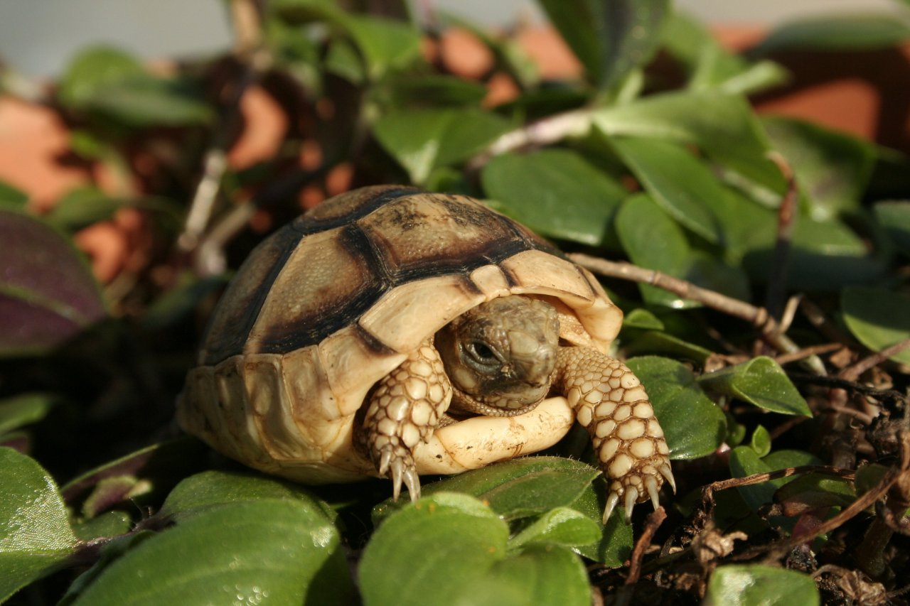 Breitrandschildkröten, Testudo marginata, eigene Nachzucht 2022. - Schildkroeten - Reichelsheim