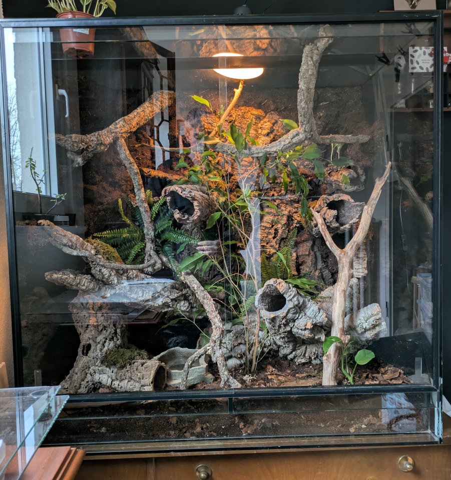 2 Kornnattern mit Terrarium - Schlangen - Alfeld (Leine)