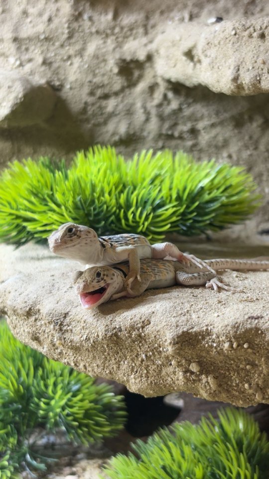Crotaphytus collaris collaris (Halsbandleguan) - Echsen - Niedernhall
