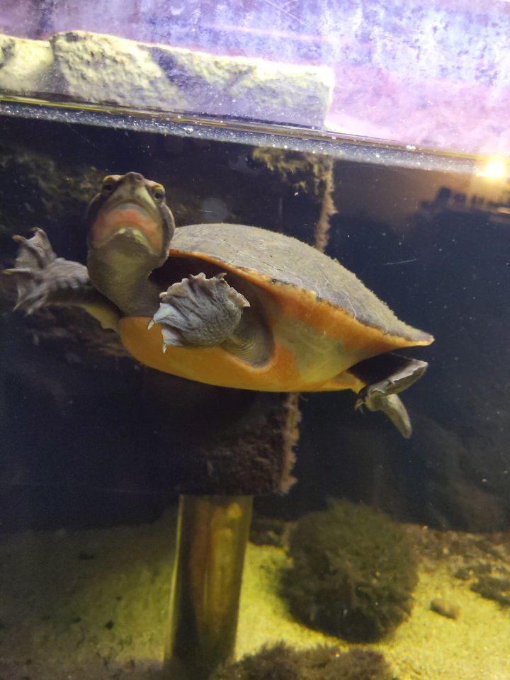 Rotbauch-Spitzkopf-Schildkröte inkl. komplettem Aquarium abzugeben --zu verschen - Schildkroeten - Tetenhusen