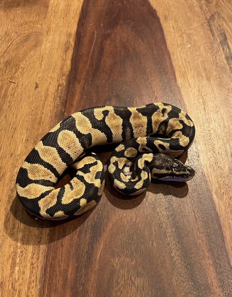 Königspython aus eigener Zucht, Jungtier, Python regius, Ballpython - Schlangen - Eggenstein-Leopoldshafen