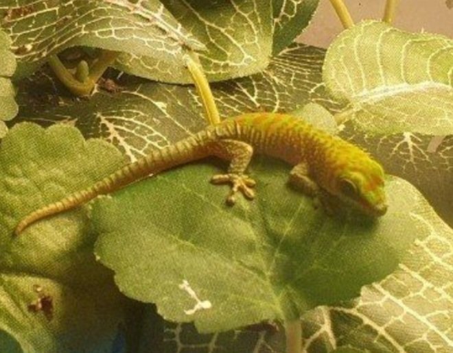 Phelsuma Grandis Jungtiere 2023 - Sonstige Reptilien - Hösbach