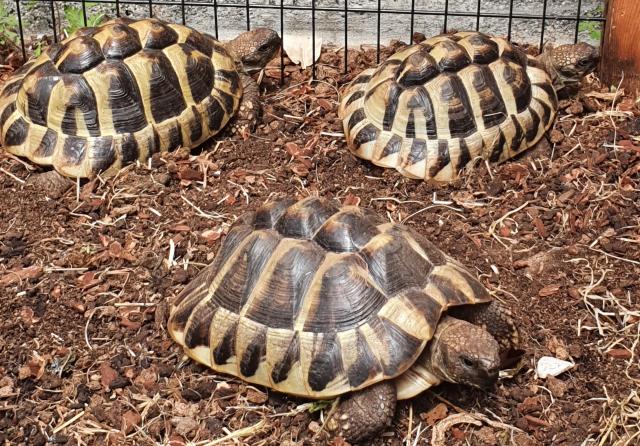Drei griechische Landschildkröten - Schildkroeten - Bad Abbach
