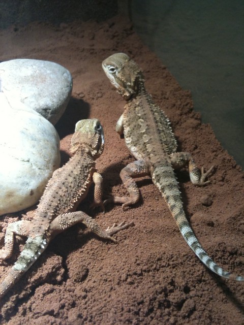 Bartagame Zwergbartagame Kleinanzeigen | Bartagame Zwergbartagame ...