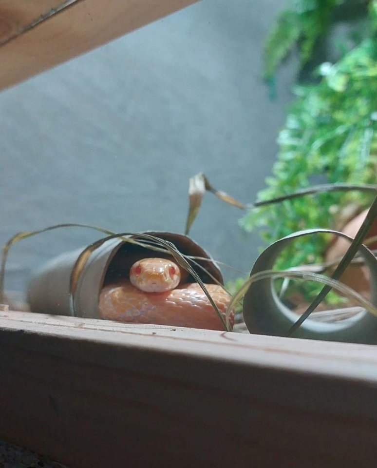 Weibl. Butter Kornnatter mit Terra (Thermostat, Zeitschaltuhr usw) - Schlangen - Unkel