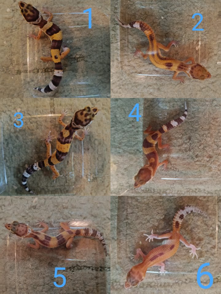 Leopardgecko Weibchen Nachzuchten - Gecko - Wedemark
