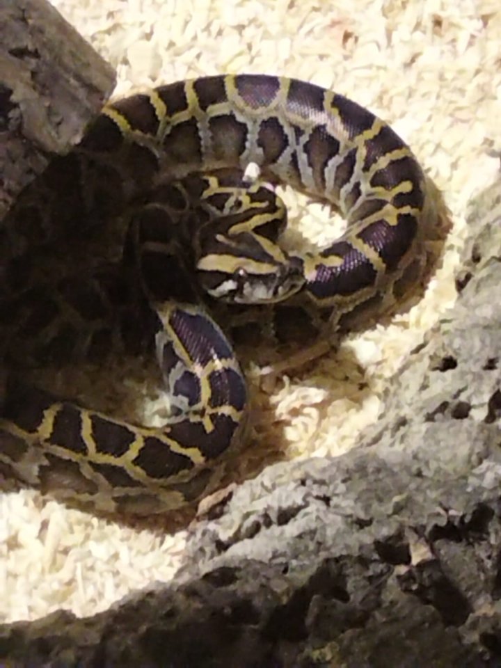 Tigerpython 0.1 von 22 erworben bei MS reptilien - Schlangen - Engstingen