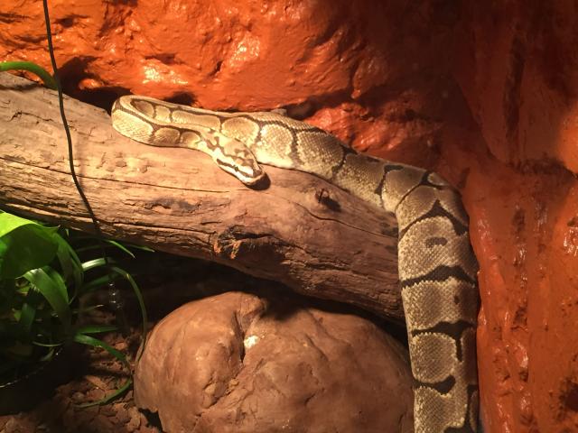 2 Königsphyton mit Terrarium umständehalber abzugeben  - Schlangen Python - Velbert