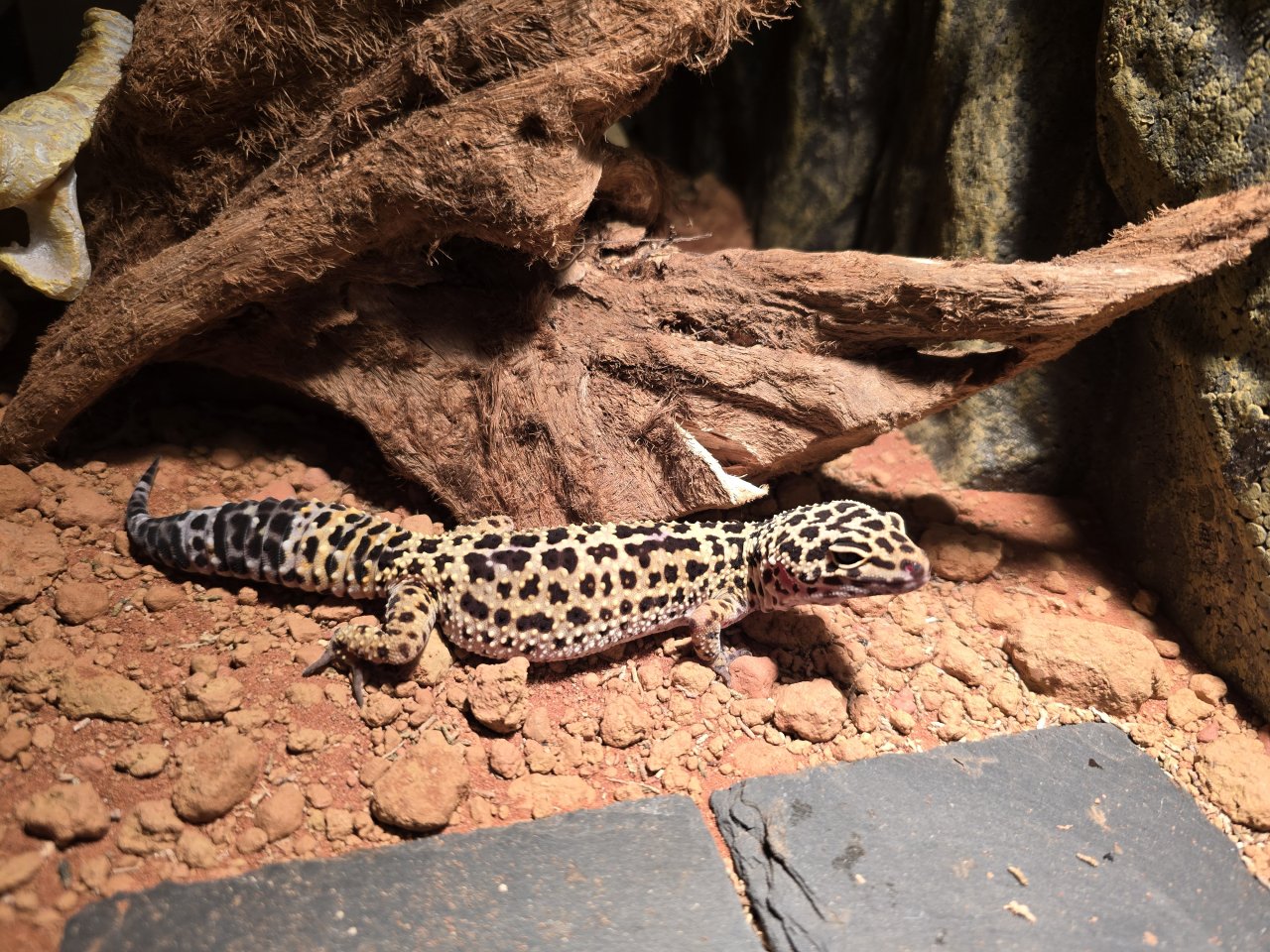 Leopardgecko männlich - Gecko - Soest