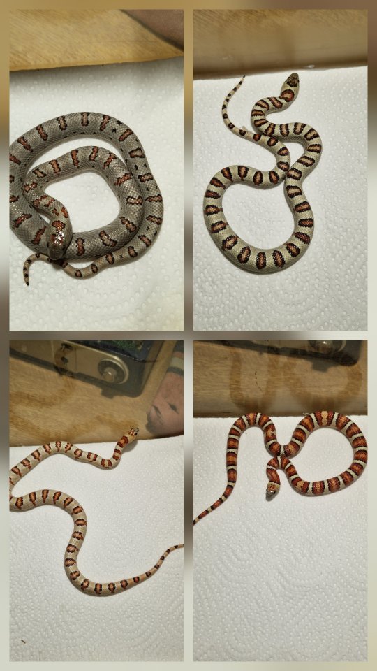 Lampropeltis greeri,leoni und mexicana - Schlangen - Bochum