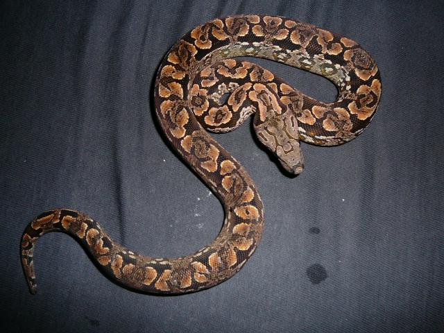 Acrantophis dumerili (südliche Madagaskarboa) aus eigener Nachzucht abzugeben - Schlangen Boa - Solingen