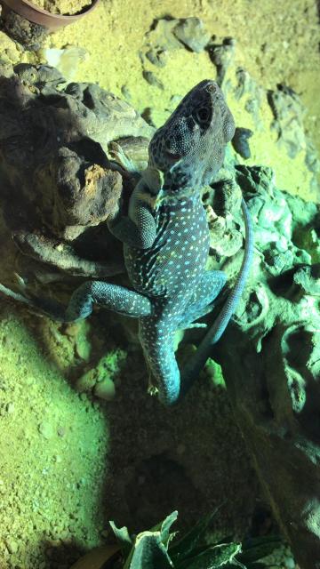 Halsbandleguane - Leguan - Hallbergmoos