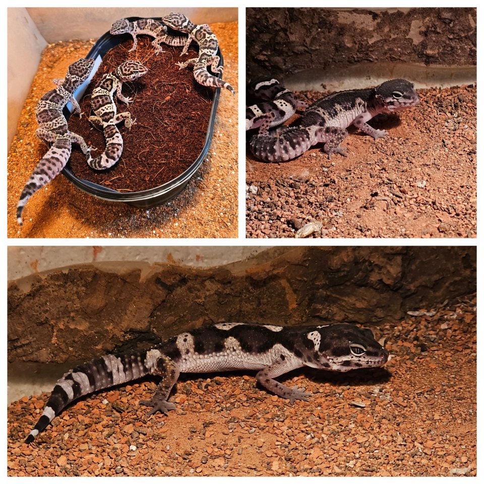 Leopardgecko Jungtiere - Echsen - Köln