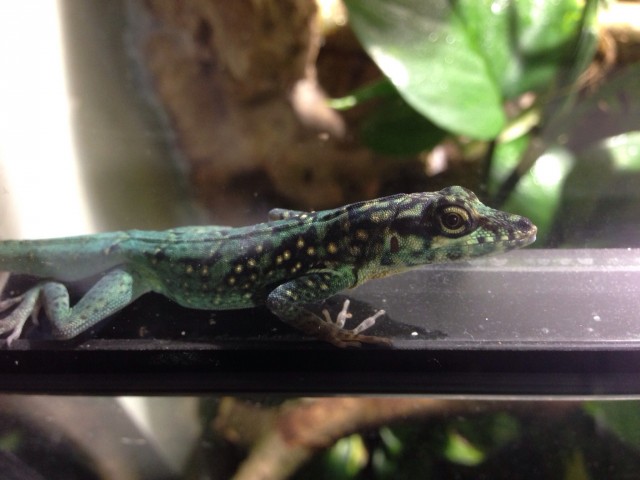 Anolis Roquet Summus - Anolis - Recke