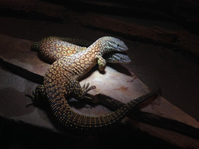 3 Stachelschwanzwarane Varanus acanthurus mit Terrarium abzugeben - Warane - Essen