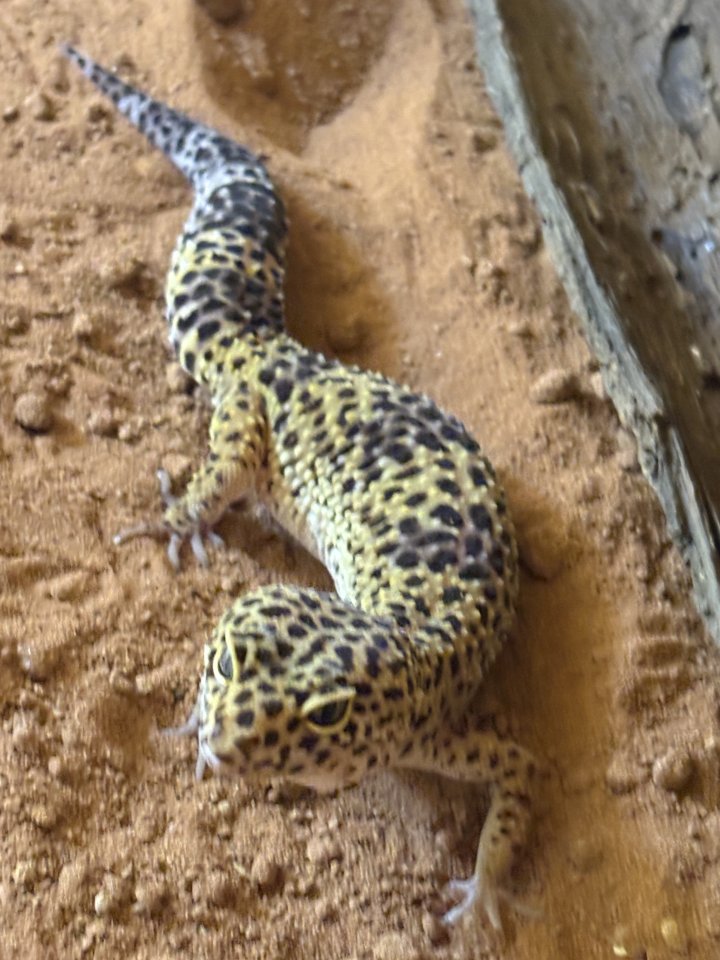 Leopard geckos mit terrarium und zubehör - Gecko - offenburg