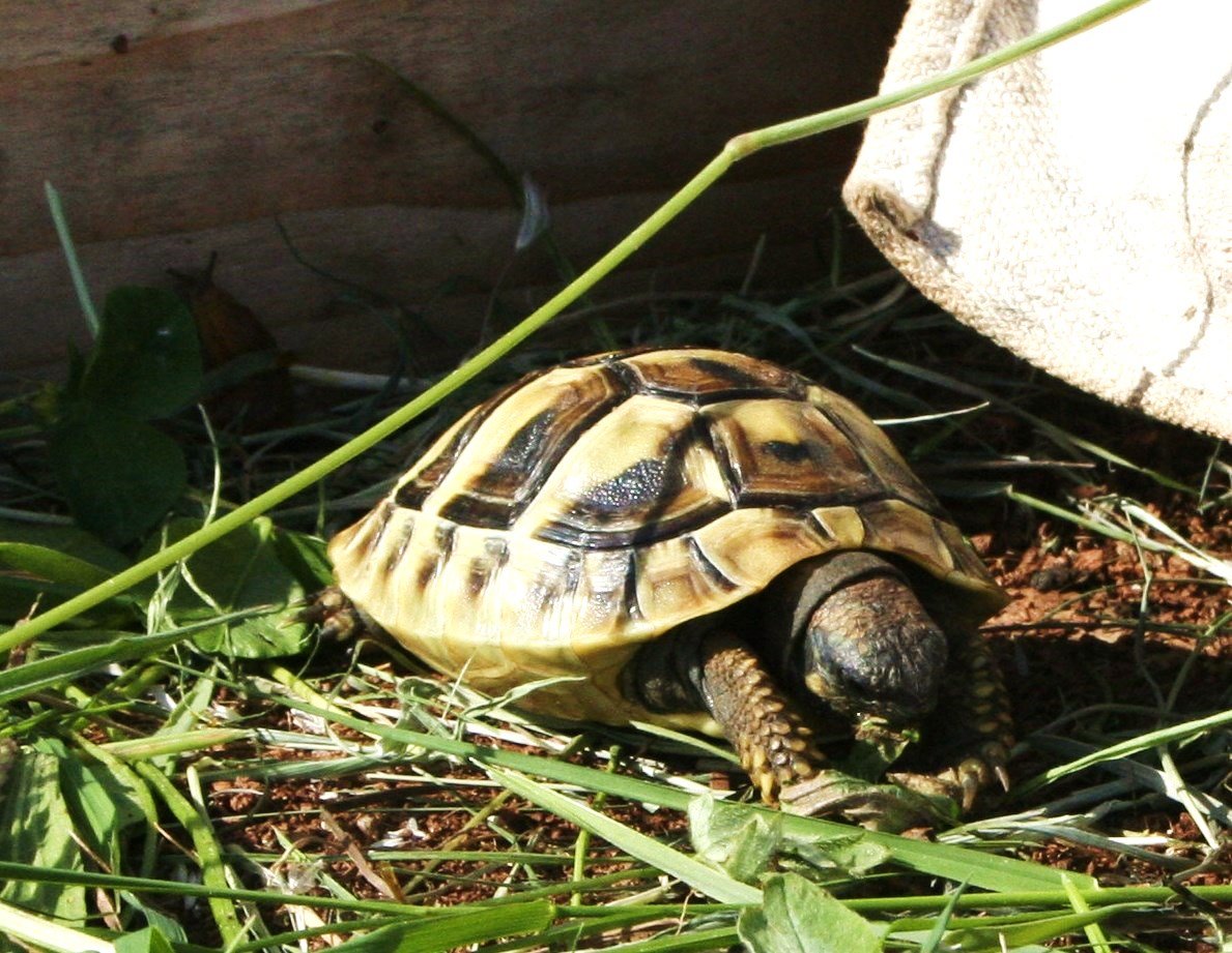 Griechische Landschildkröten, Thb. un Thh. (kleinbleibende Unterart aus dem west - Schildkroeten - Reichelsheim