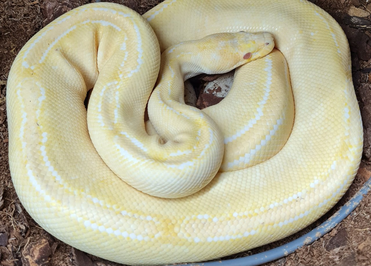 Königspython python regius 0.1 - Schlangen - Berlin 