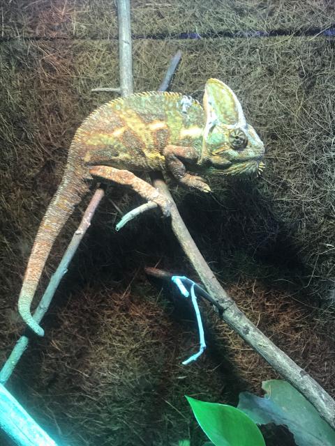 Umständehalber zu verkaufen ... - Chamaeleon - Baruth/Mark