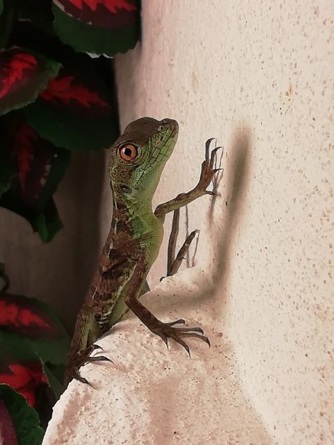 Basiliscus prumifrons - Schlangen Basilisk - Morl (Sachsen-Anhalt)