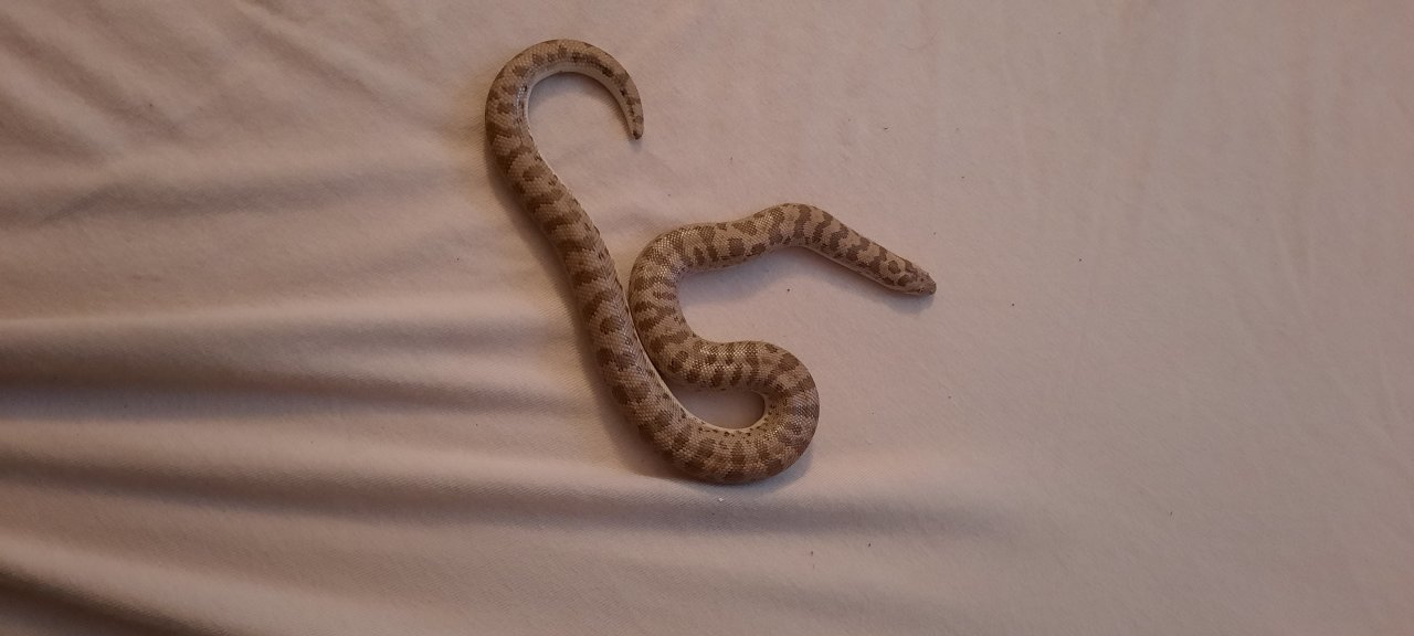 Östliche Sandboa (Eryx Miliaris) männlich NZ22 - Schlangen - Monschau