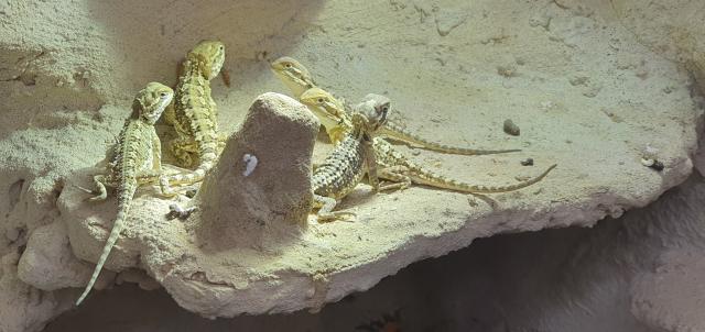 Zwergbartagame Bartagame Jungtiere Hobby Nachzucht Nachzucht  - Bartagame Zwergbartagame - Lemgo
