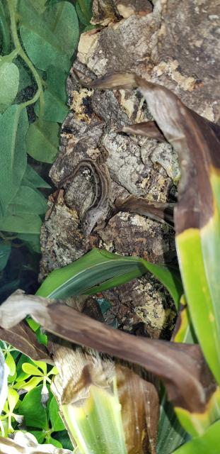 Bahamaanolis mit eingerichtetem Terrarium  - Anolis - Radeburg