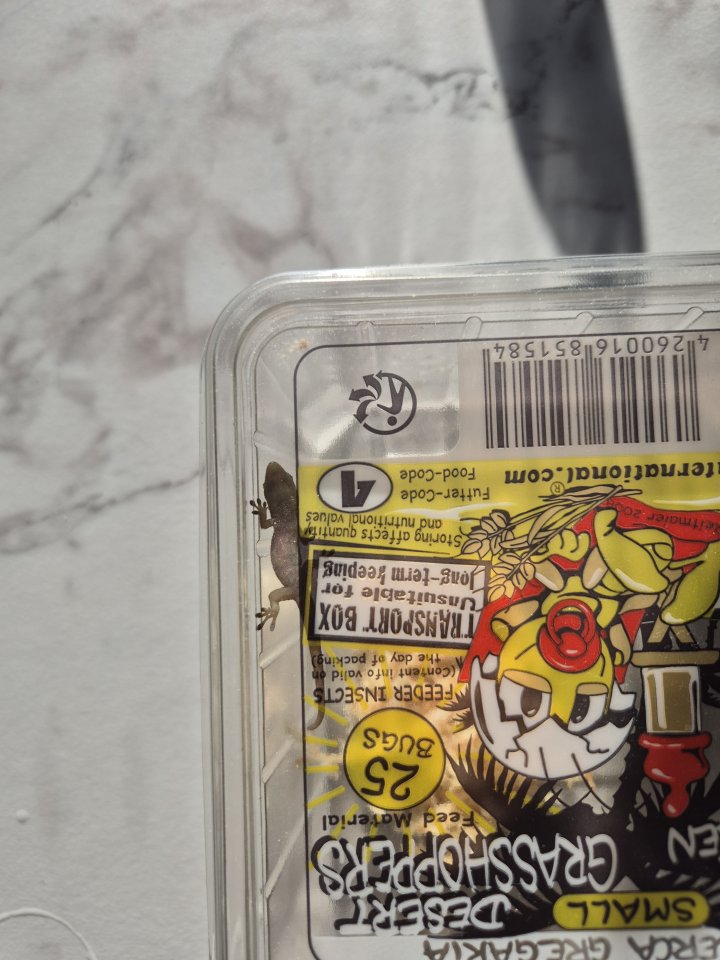 Goldstaub Taggecko abzugeben - Gecko - Sprötau