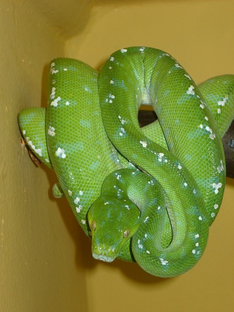 Morelia Viridis  ARU DNZ vom 24.2.010 - Schlangen Python - Sprockhövel