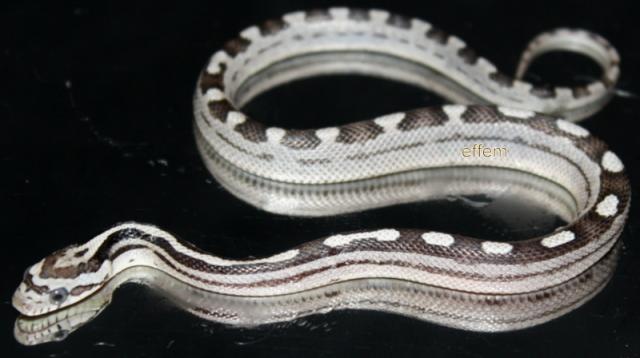 Kornnatter von der Züchtergemeinschaft:  Effem-Kornnatter - Schlangen Natter - überall