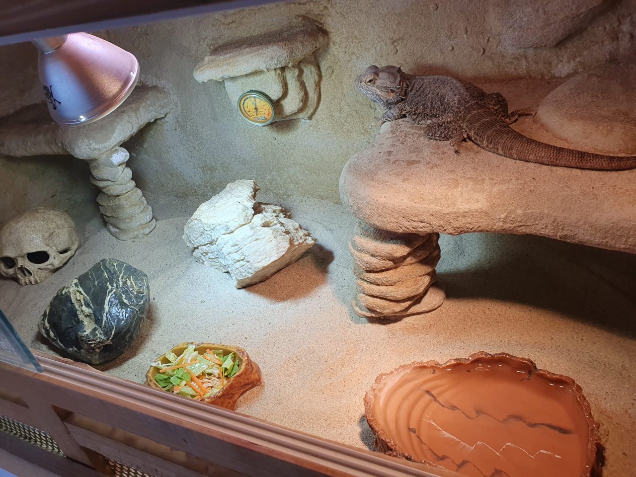 Bartagamen Mit Terrarium - Bartagame - Werl